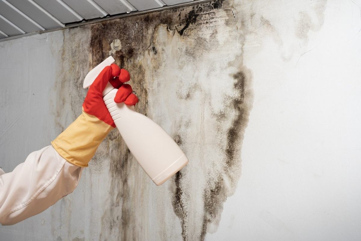 Mold growth spreading across a damp interior wall